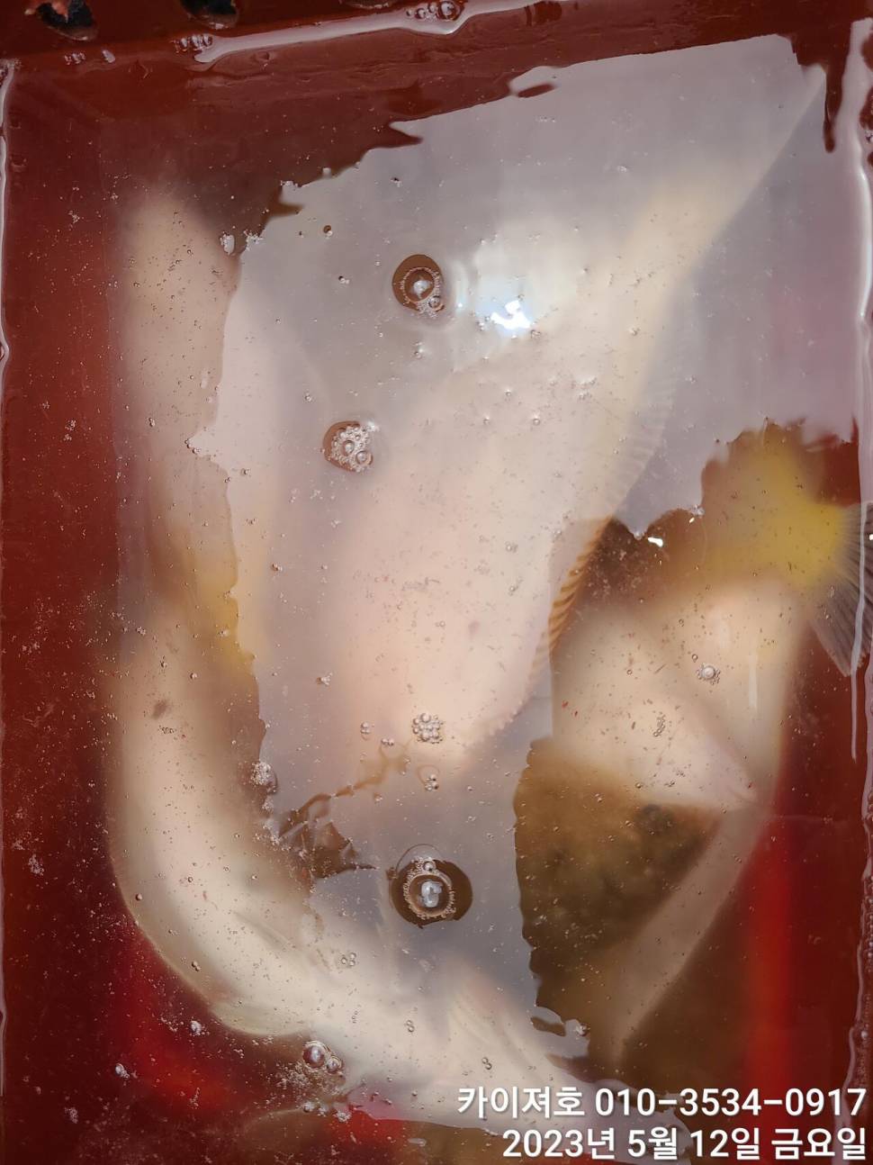 12일오늘도 마릿수 폭팔 두둑 합니다ㅎ (조황조행기 - 바다선상조황)