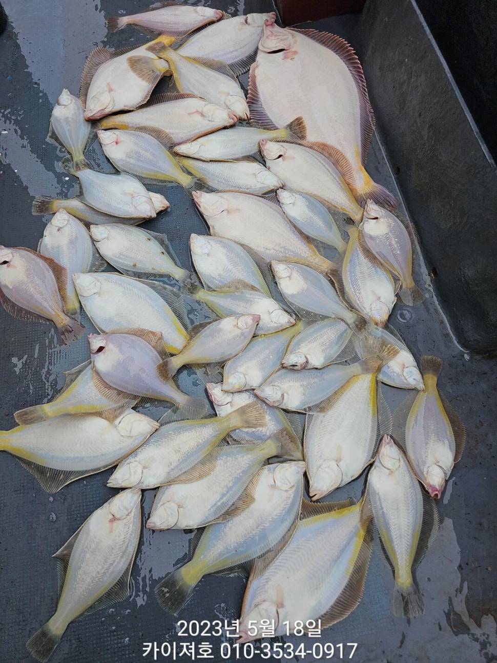 몸만 오셔서 양손이 묵직히 챙겨가세요 토오후여유자리운동장 (조황조행기 - 바다선상조황)