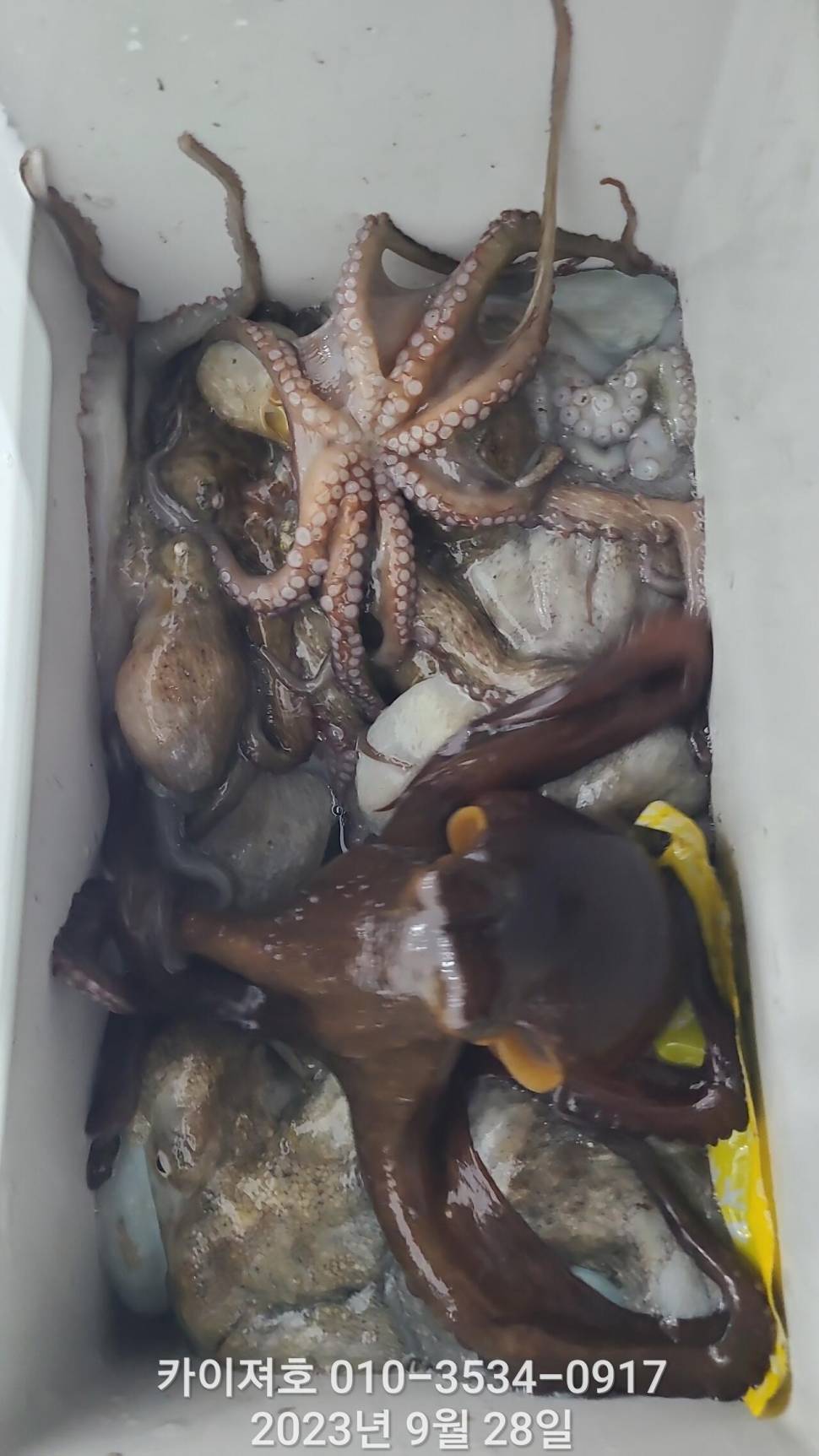 28일밤 돌 문어 마릿수 최고 (조황조행기 - 바다선상조황)