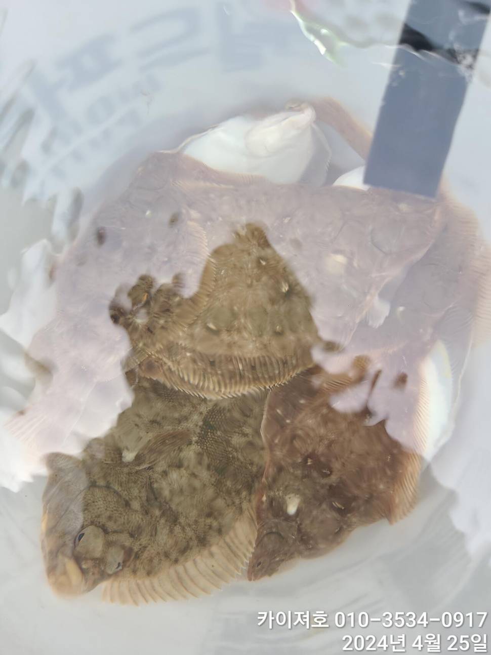 25일 삼박자가 뒤틀린 예민한 하루 (조황조행기 - 바다선상조황)