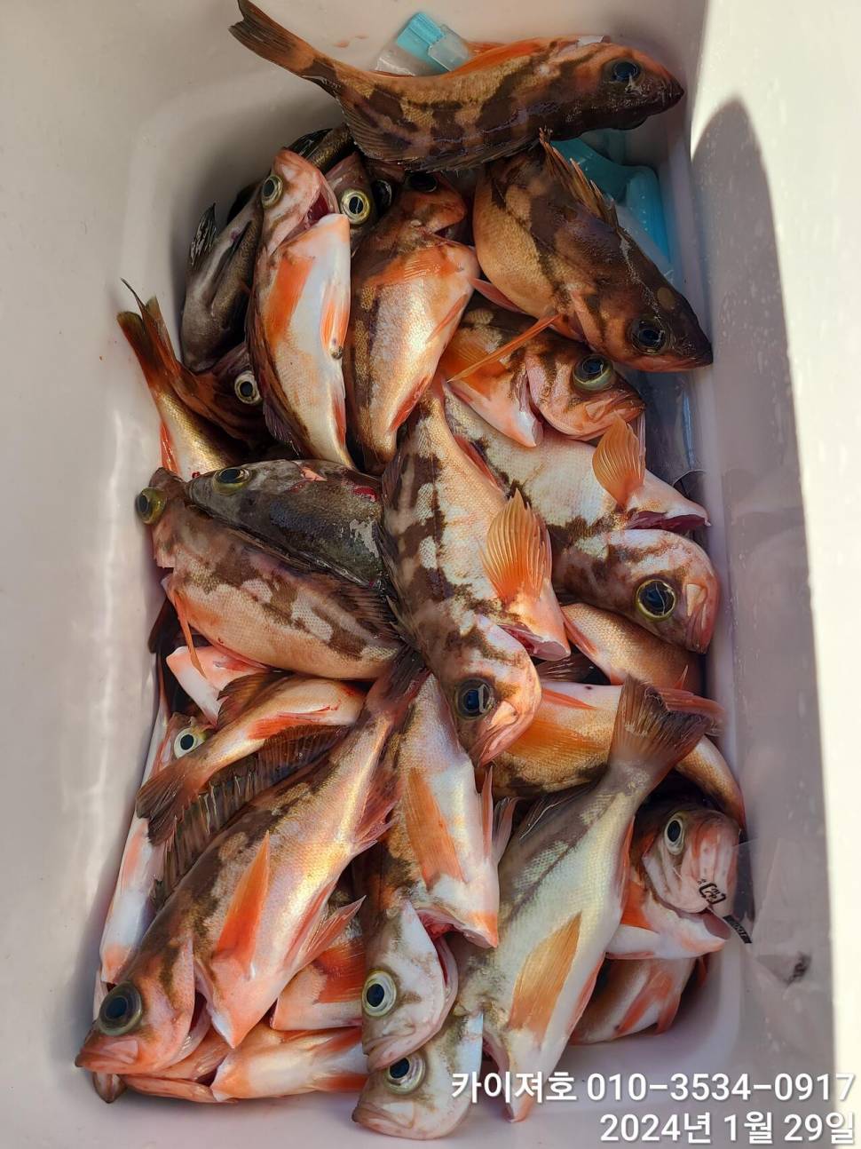 29일오전 볼락 열기 쿨러가 두둑 합니다 (조황조행기 - 바다선상조황)