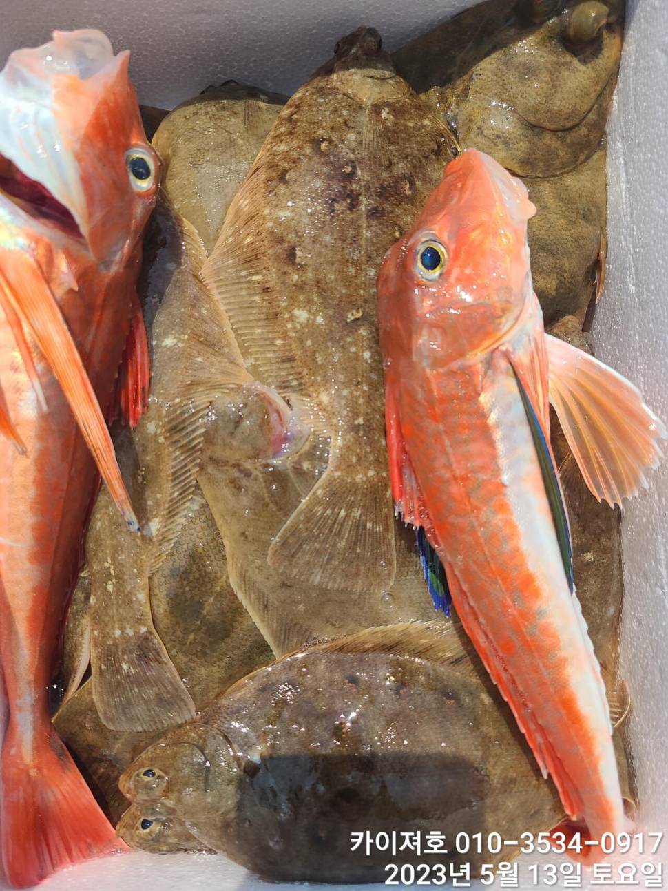 13일오전 도다리참가자미 넉넉히 담았어요 (조황조행기 - 바다선상조황)