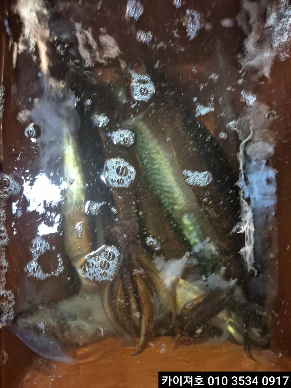 21일야간 오징어 조황 (조황조행기 - 바다선상조황)