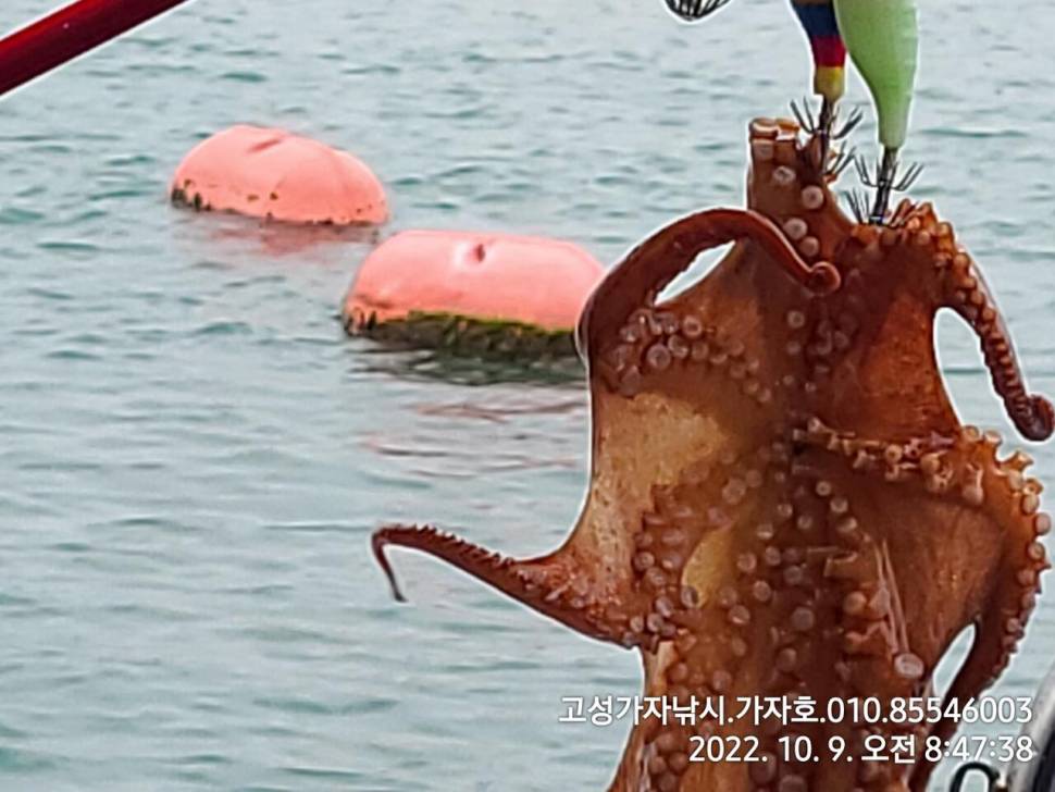 휴일 돌문어 실시간 (조황조행기 - 바다선상조황)