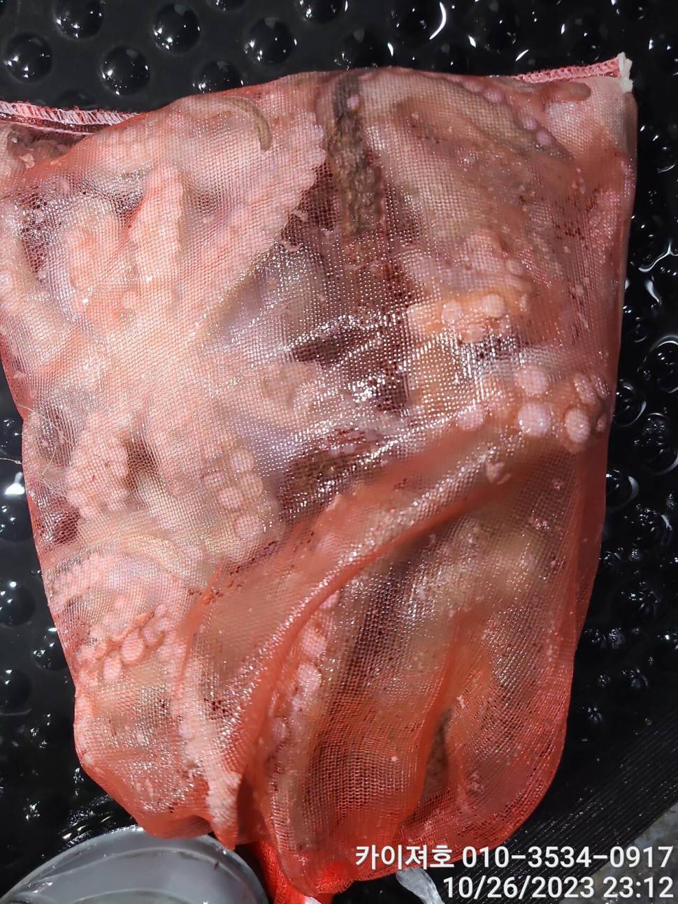 26일포항 돌문어 마릿수도 씨알도 굿 (조황조행기 - 바다선상조황)