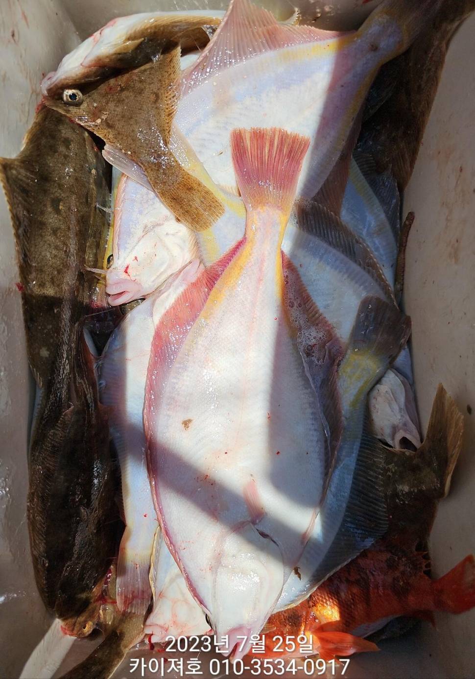 25일오전 조류가 안정되니 잘 나오네요 (조황조행기 - 바다선상조황)