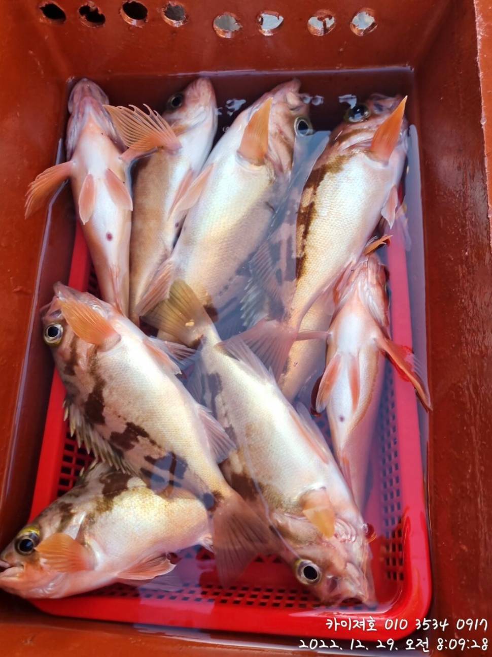 29일타작 (조황조행기 - 바다선상조황)