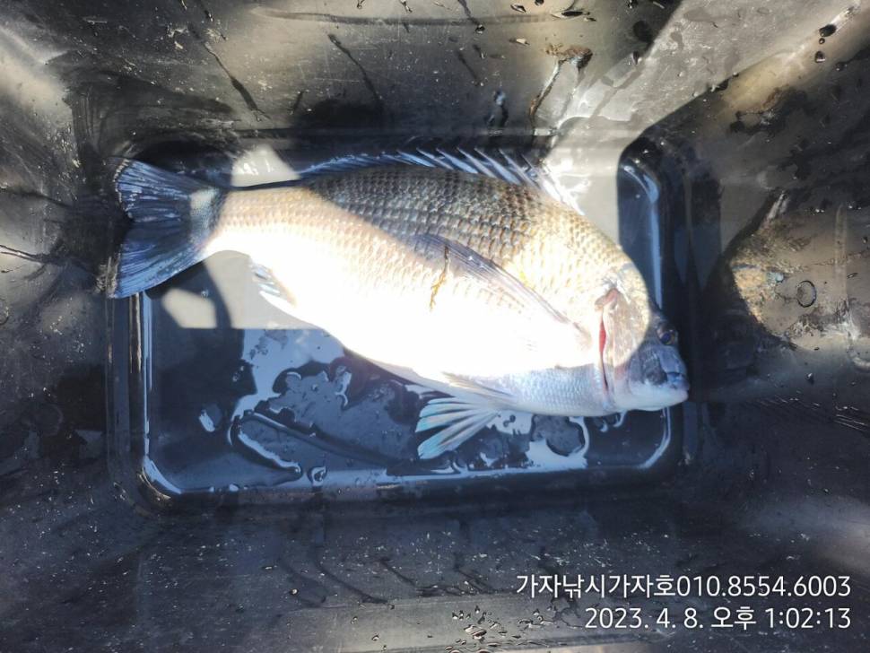 내만 감성돔 선상갯바위 바람 불어도 올라옵니다 9일 예약 (조황조행기 - 바다선상조황)