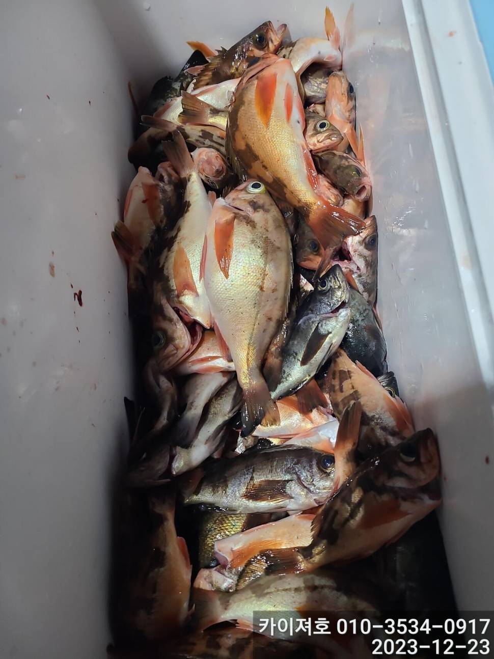 23일 오후 줄줄이 열기 볼락 타작 (조황조행기 - 바다선상조황)