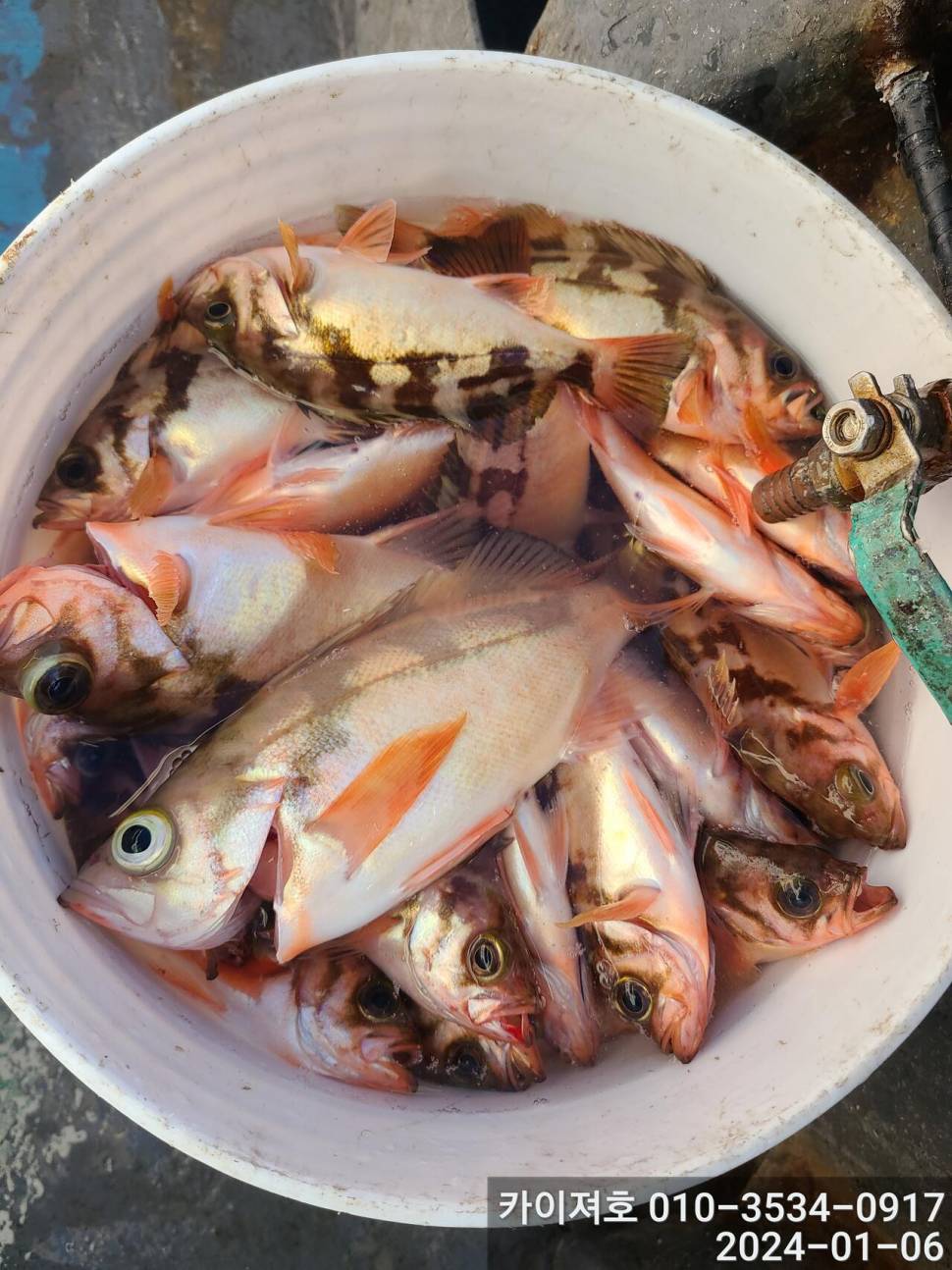 6일오전 볼락열기 줄줄이 두둑합니다 (조황조행기 - 바다선상조황)