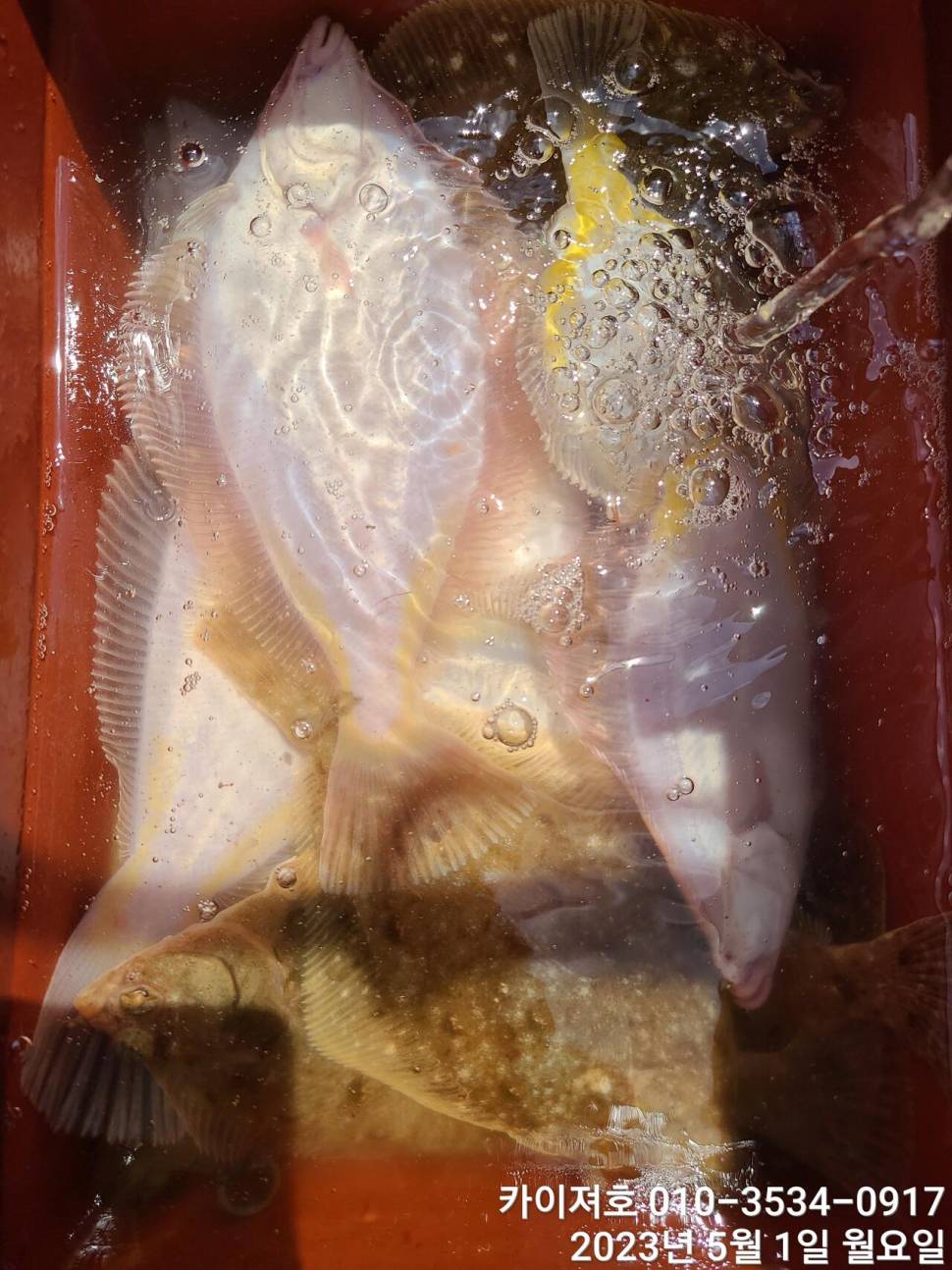 1일역시나 마릿수 수두루 빽빽화 오전 여유자리 (조황조행기 - 바다선상조황)