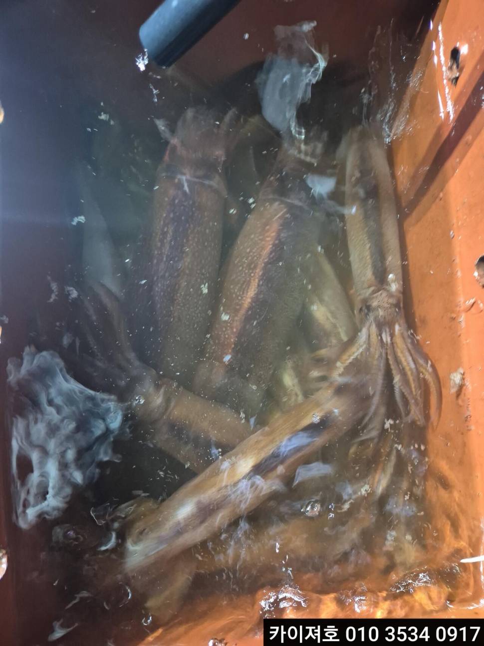 20일야간 오징어 조황 (조황조행기 - 바다선상조황)