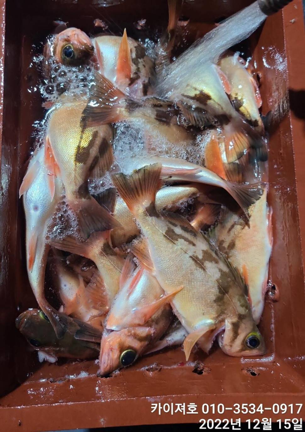 16일 12시 출항왕열기 줄줄이 타오르는 외줄만의 매력 (조황조행기 - 바다선상조황)