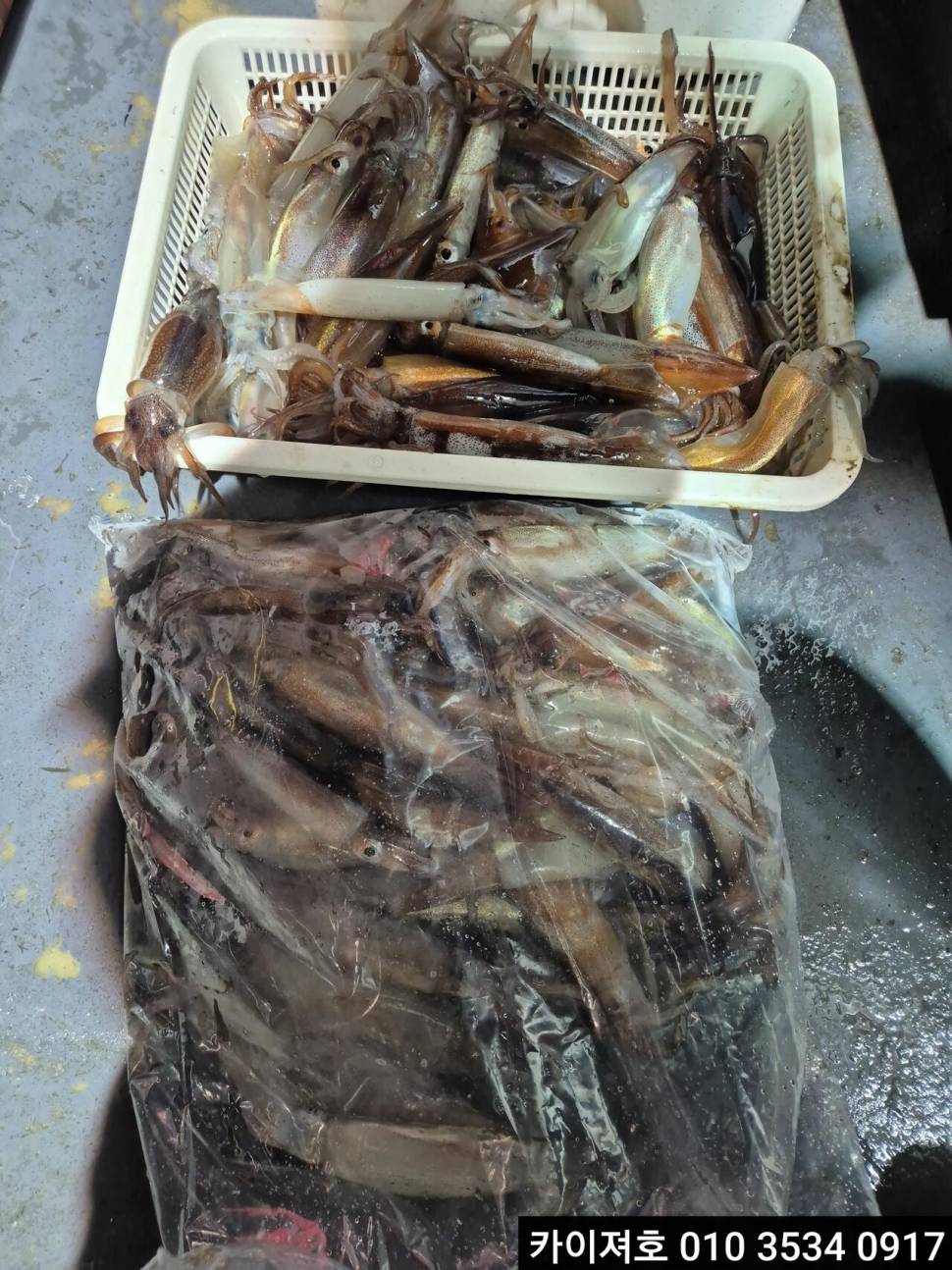 16일 야간 오징어 조황 (조황조행기 - 바다선상조황)