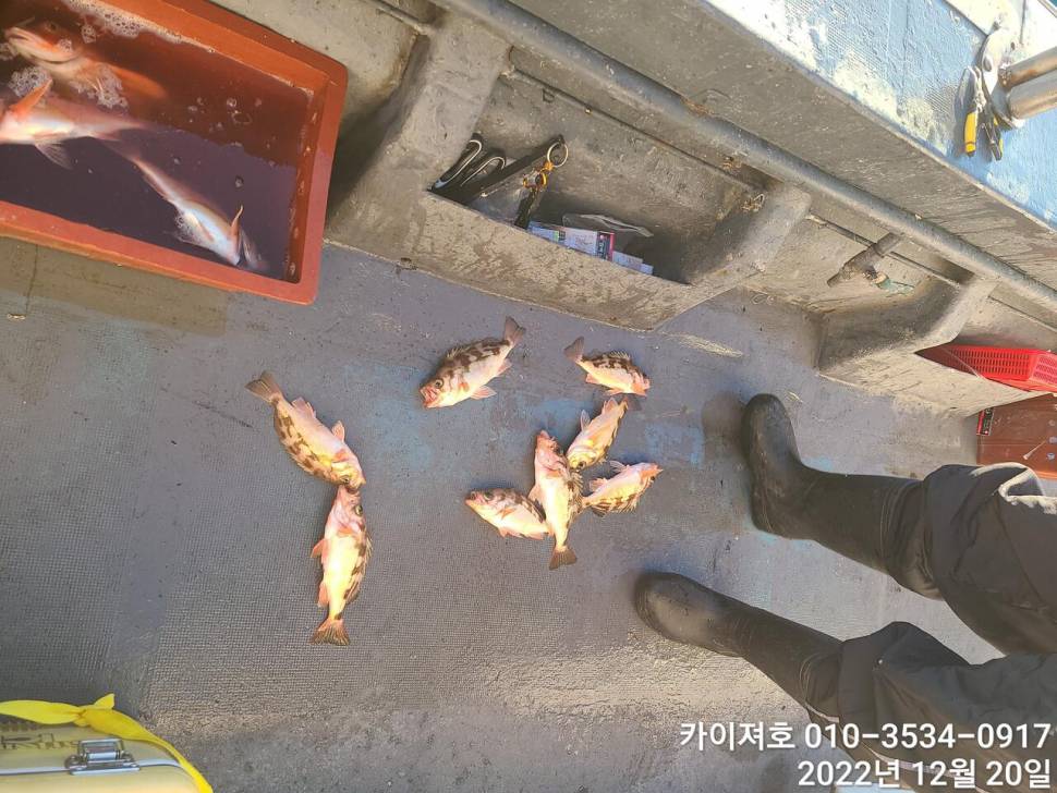 20일현재상황 1타10피 (조황조행기 - 바다선상조황)
