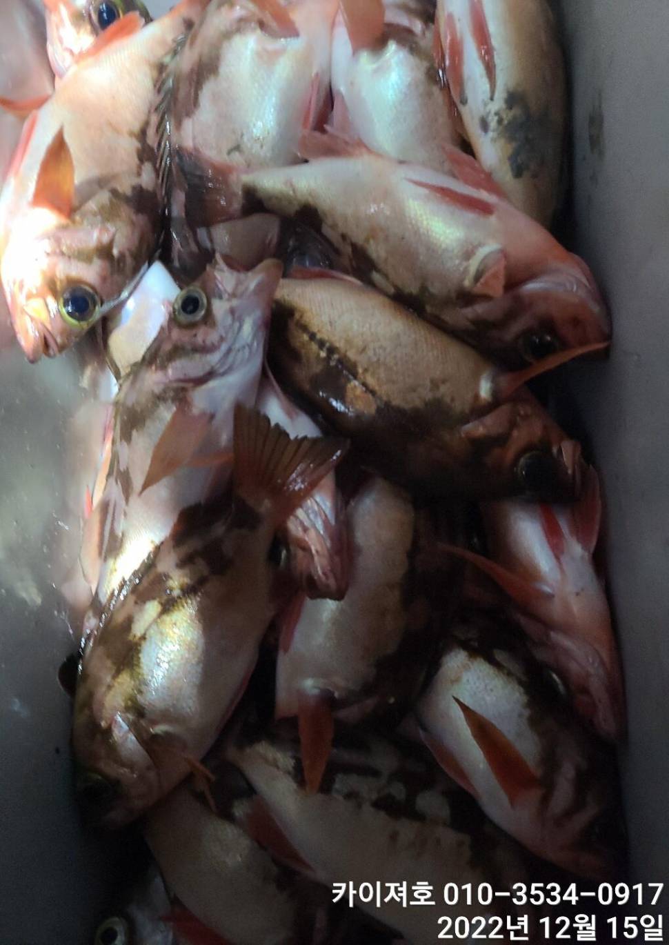 16일 12시 출항왕열기 줄줄이 타오르는 외줄만의 매력 (조황조행기 - 바다선상조황)
