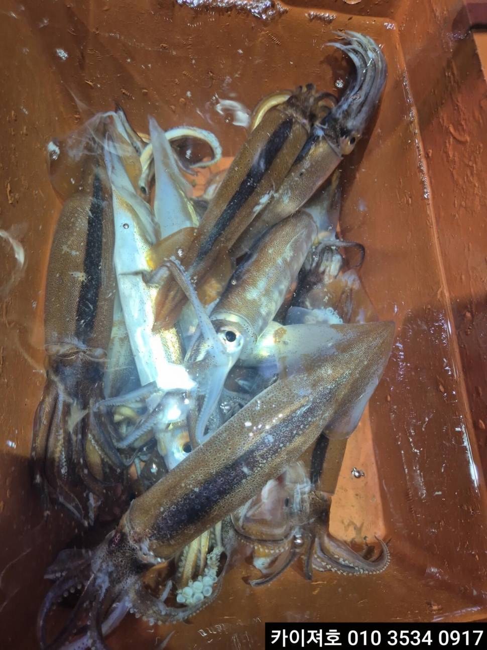 22일오징어 조황 (조황조행기 - 바다선상조황)