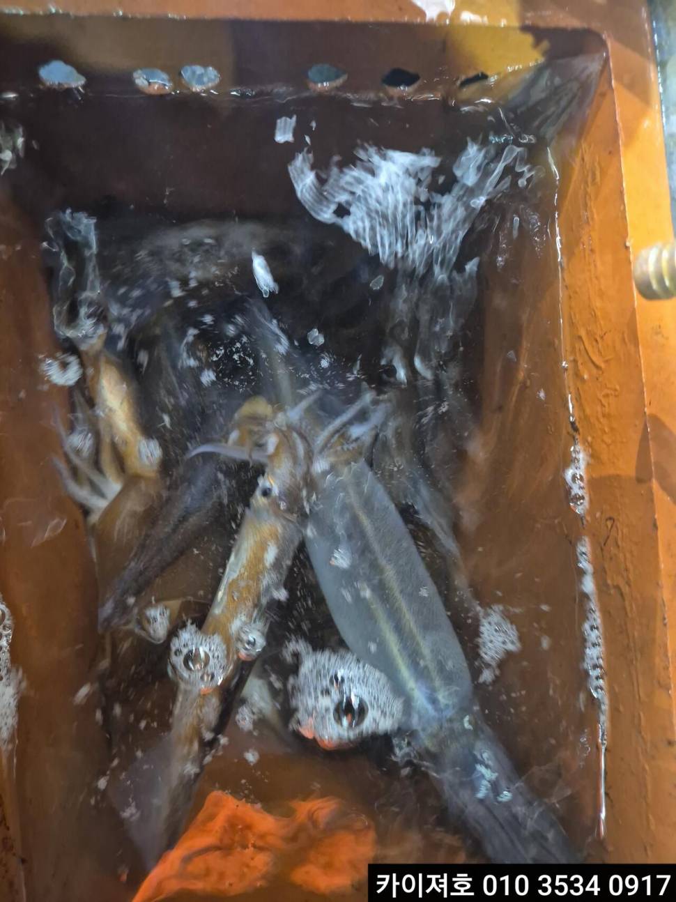 22일오징어 조황 (조황조행기 - 바다선상조황)