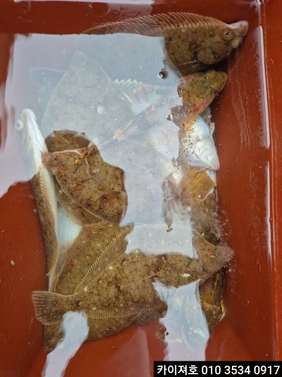 2일 도다리참가자미 조황 (조황조행기 - 바다선상조황)
