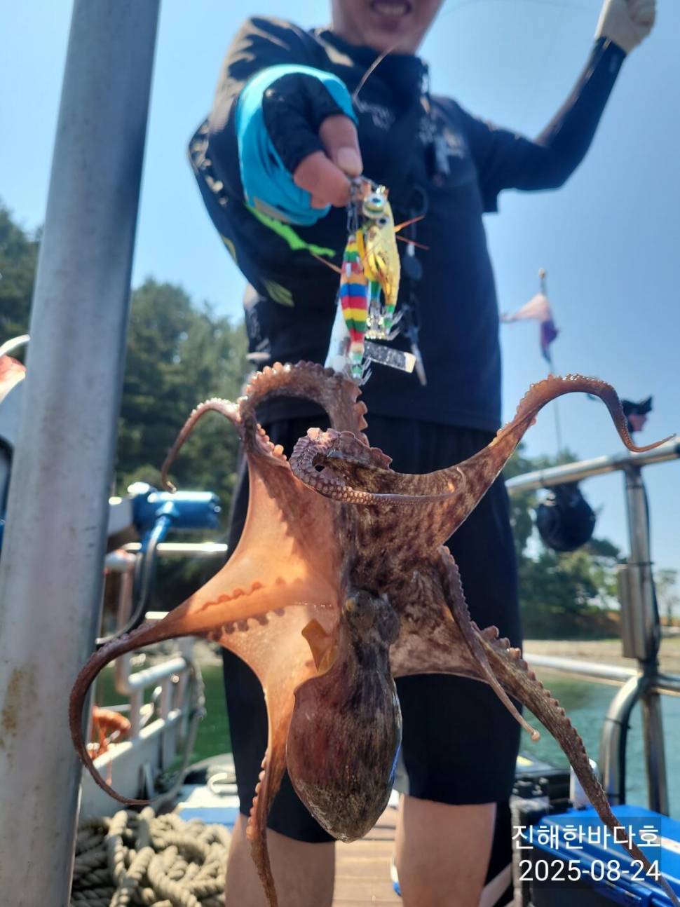 진해문어낚시 오늘도 묵직하게 올라오는 돌문어 초보조우님들께서도 찐한 손맛보시며 즐기고 왔습니다0 (조황조행기 - 바다선상조황)