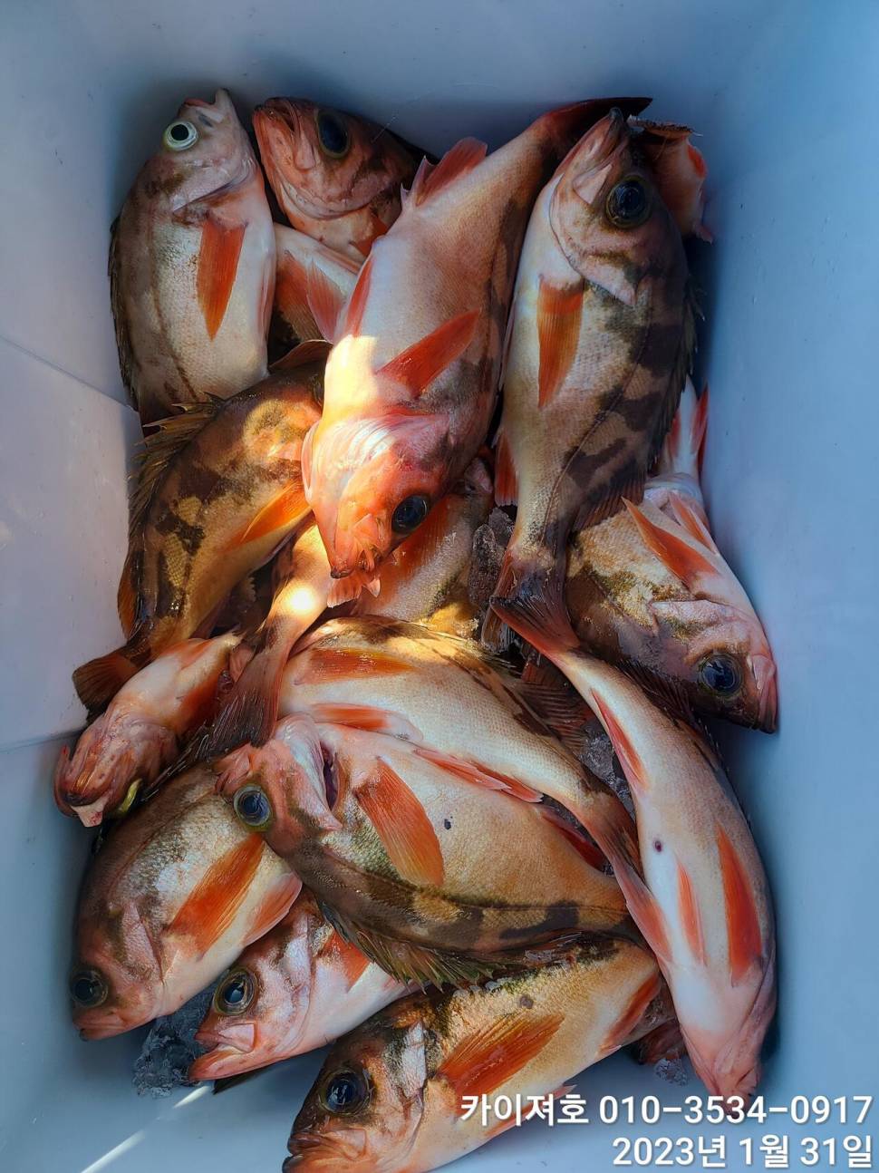 왕열기 볼락 기대가 큽니다 금요일 (조황조행기 - 바다선상조황)