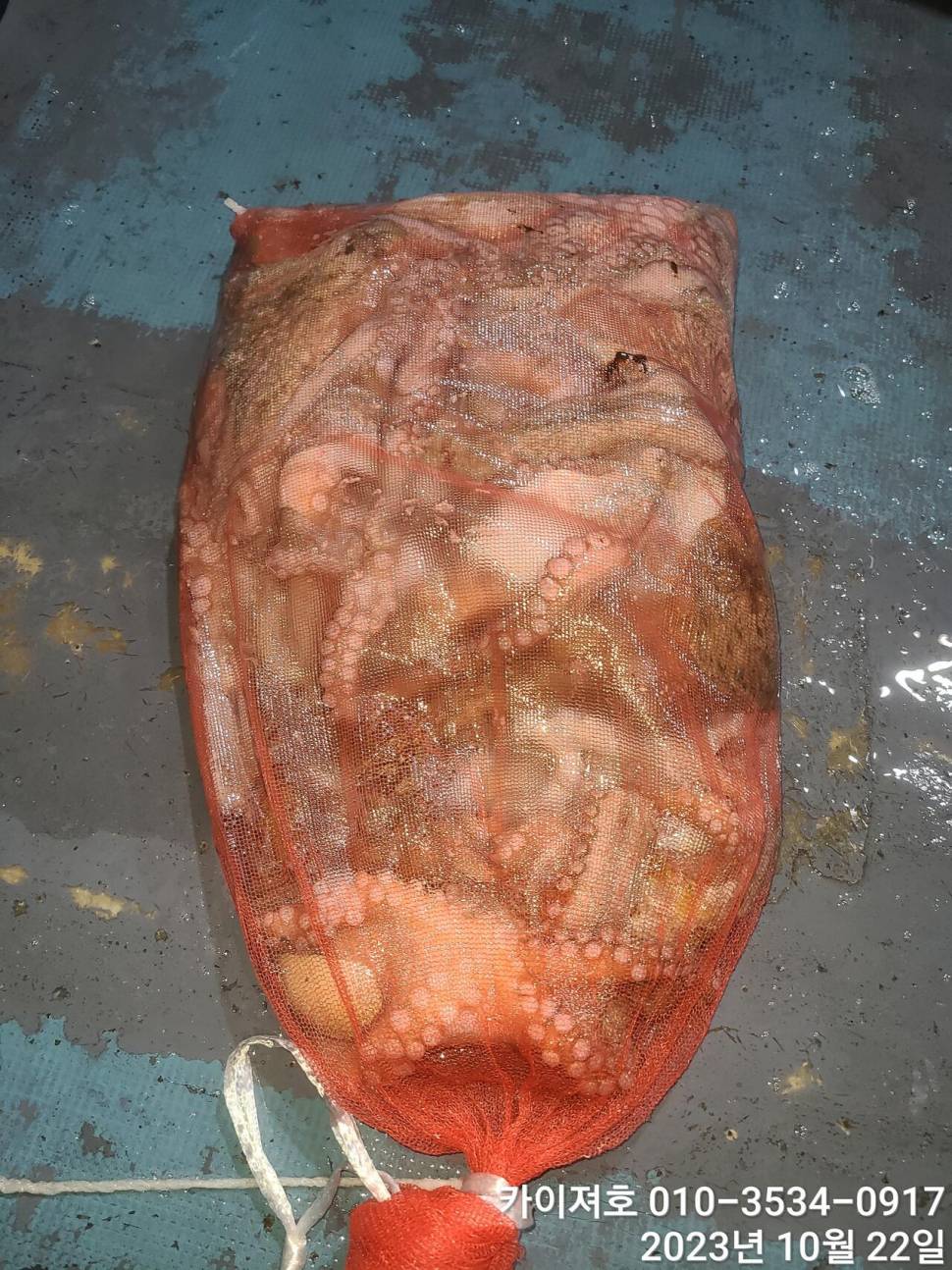 22일 야간 돌문어 조황 굿 (조황조행기 - 바다선상조황)