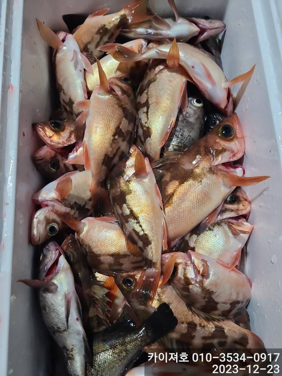23일 오후 줄줄이 열기 볼락 타작 (조황조행기 - 바다선상조황)