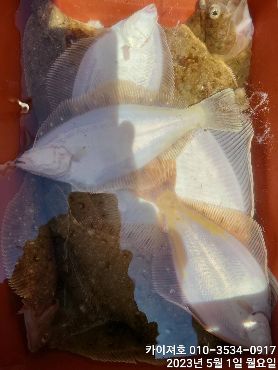 1일역시나 마릿수 수두루 빽빽화 오전 여유자리 (조황조행기 - 바다선상조황)