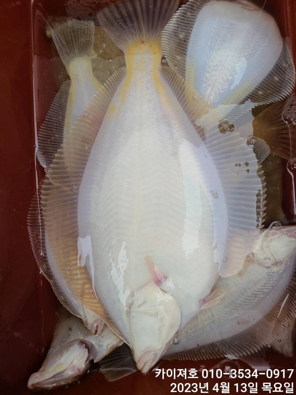 연일 마릿수 푸짐 도다리가자미 (조황조행기 - 바다선상조황)