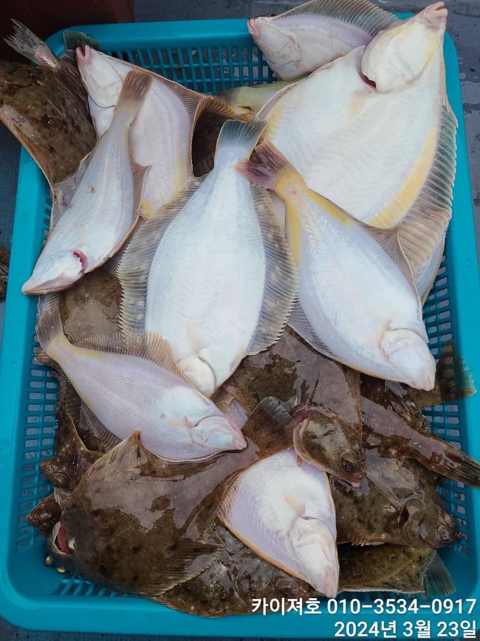 23일오후 대폭발 타작 (조황조행기 - 바다선상조황)