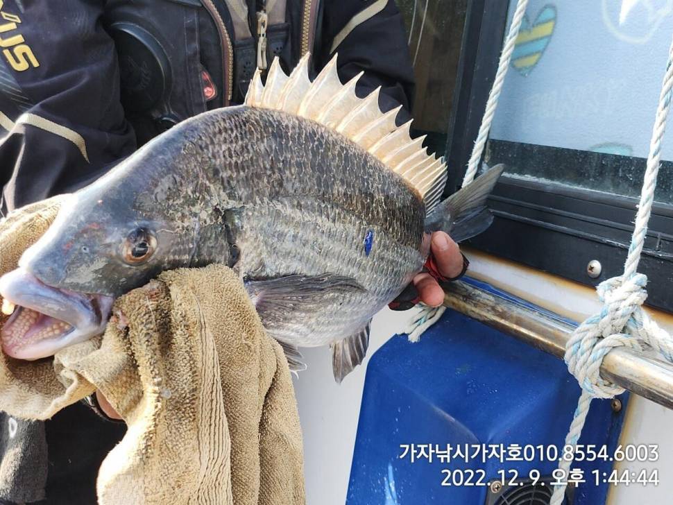 감성돔 조황 (조황조행기 - 바다선상조황)