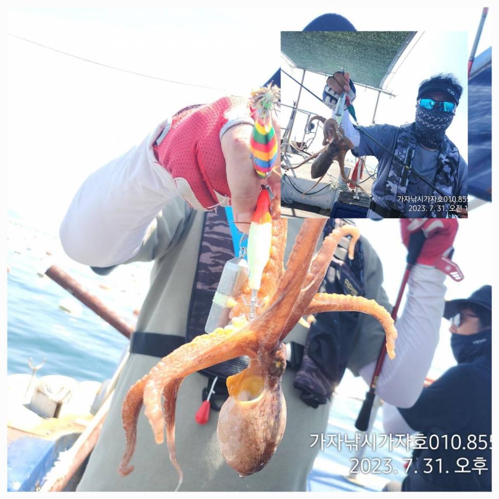 가자호 돌문어 어제보다 좋은 조황 (조황조행기 - 바다선상조황)