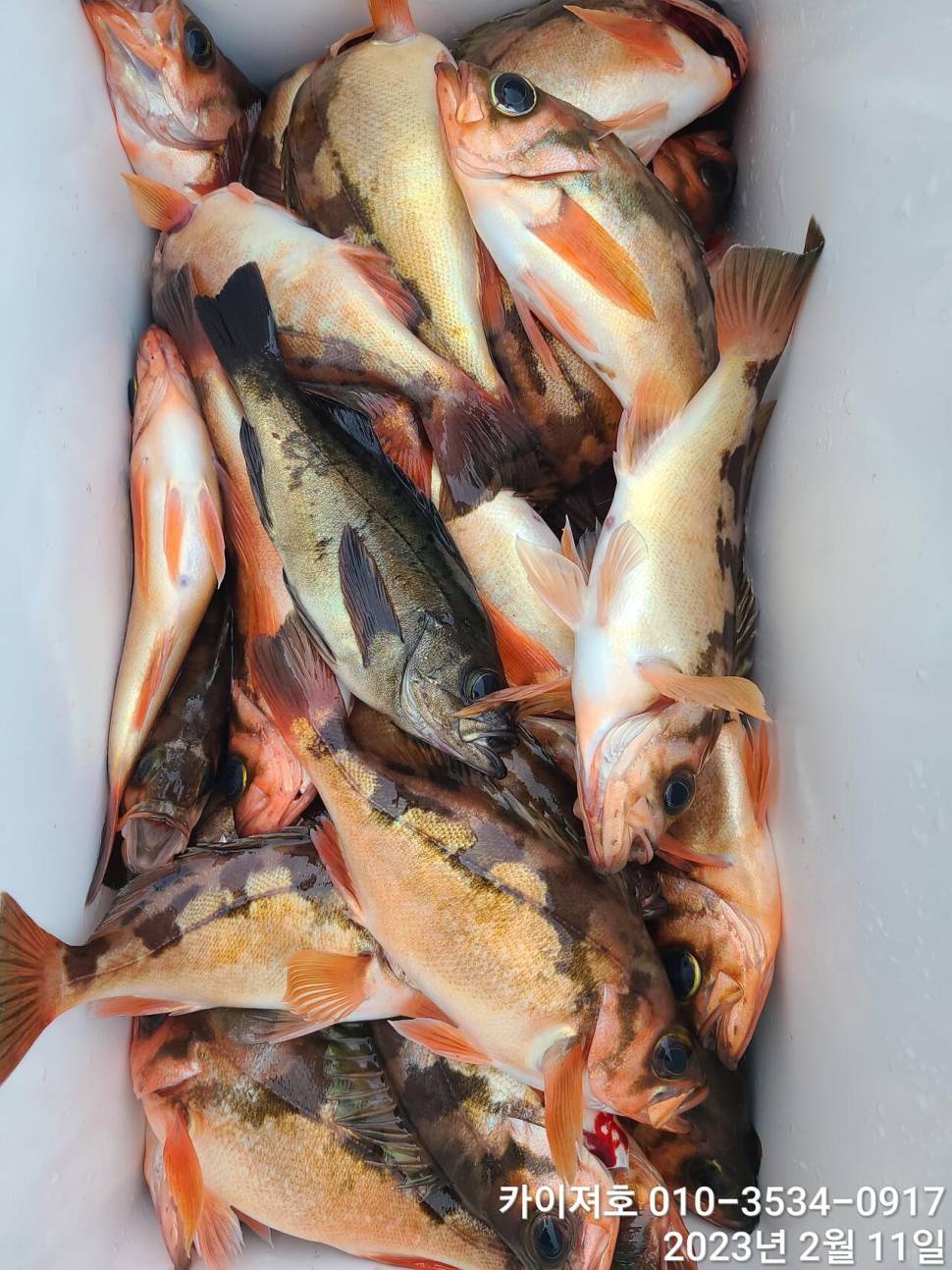 11일오전 왕우럭 왕열기 볼락 마무리 (조황조행기 - 바다선상조황)