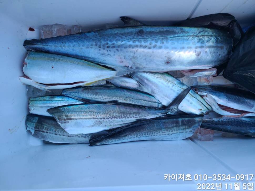 5일오전 막잡아 한자데기 대삼치 중삼치 방어 (조황조행기 - 바다선상조황)