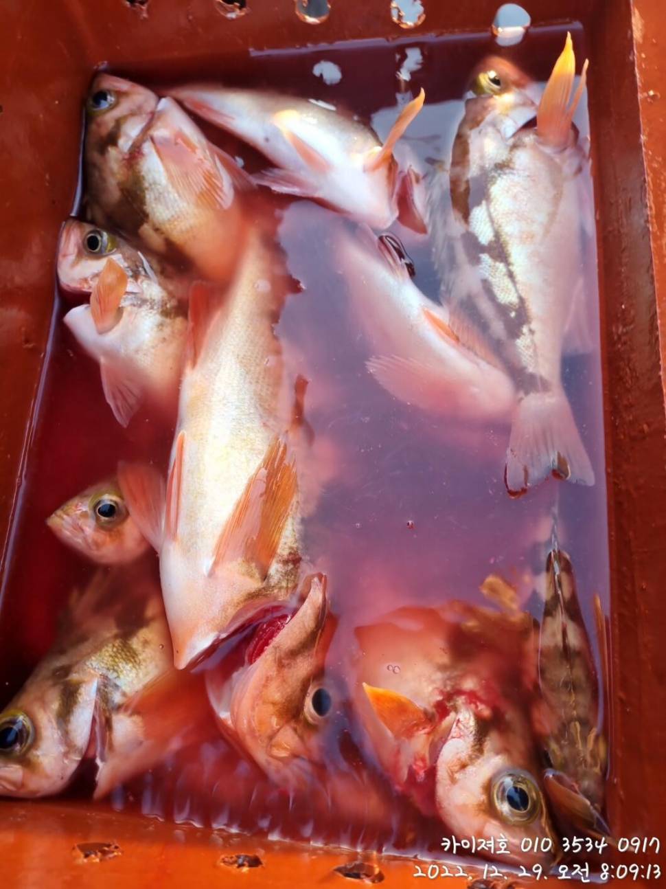 29일타작 (조황조행기 - 바다선상조황)
