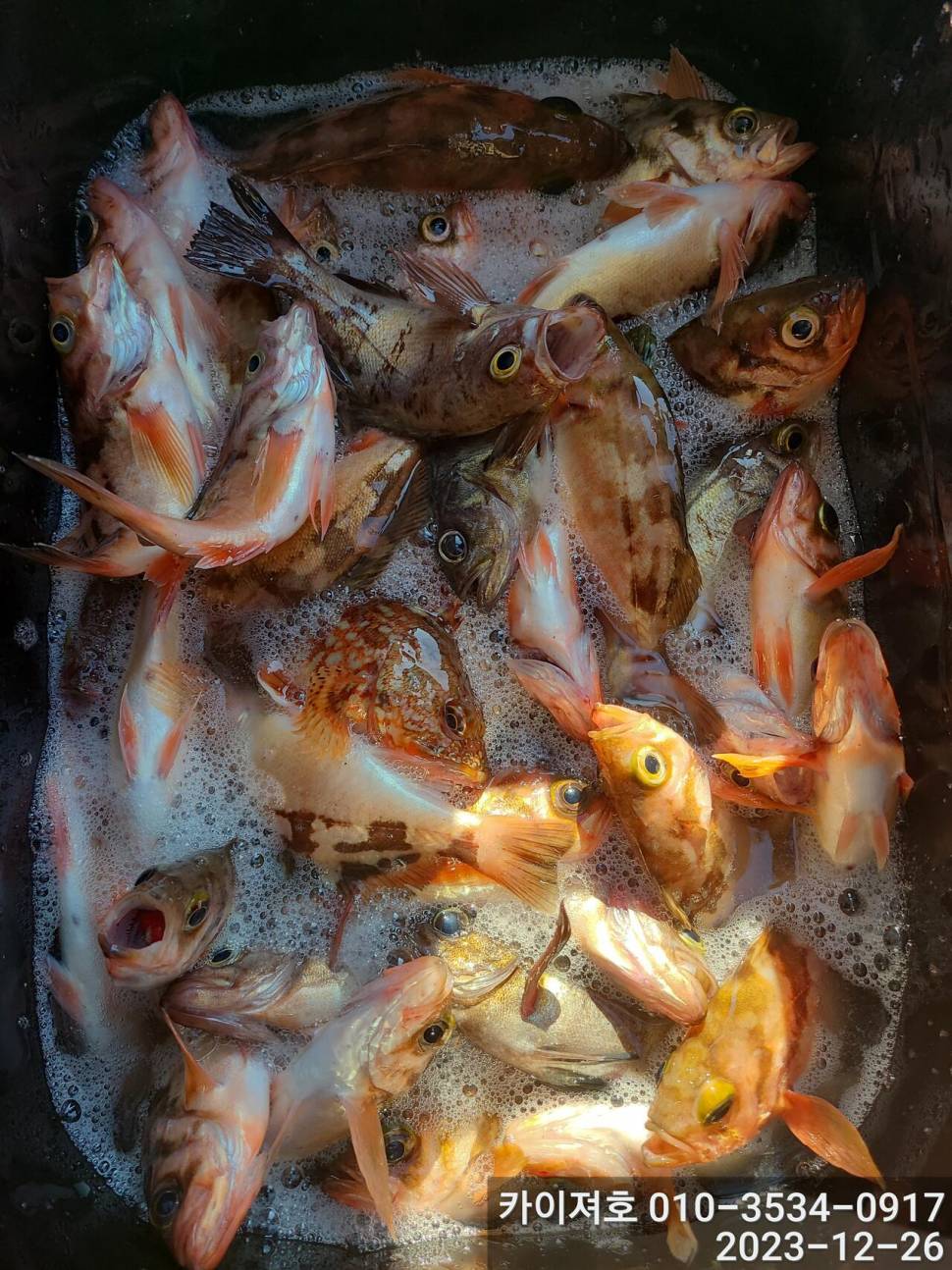 26일오전 볼락 열기 타작 입니다 (조황조행기 - 바다선상조황)