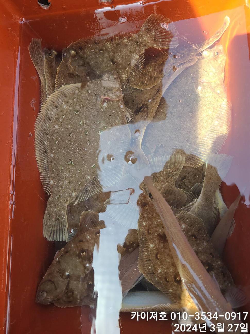 27일오늘도 대폭발 역시나 계속 되는 타작행진 (조황조행기 - 바다선상조황)