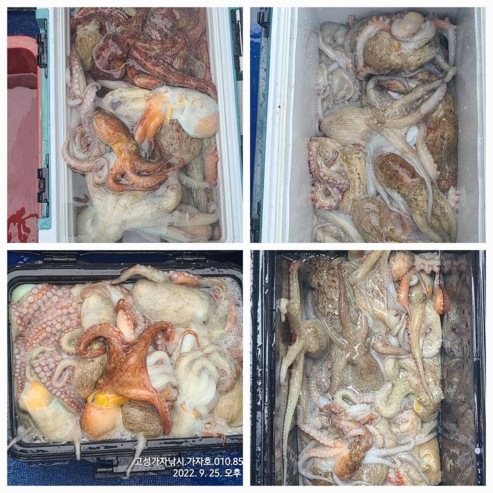 돌문어 초대박 조황 (조황조행기 - 바다선상조황)