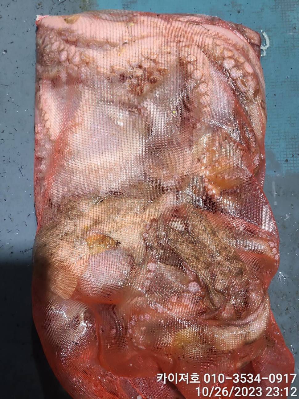 26일포항 돌문어 마릿수도 씨알도 굿 (조황조행기 - 바다선상조황)