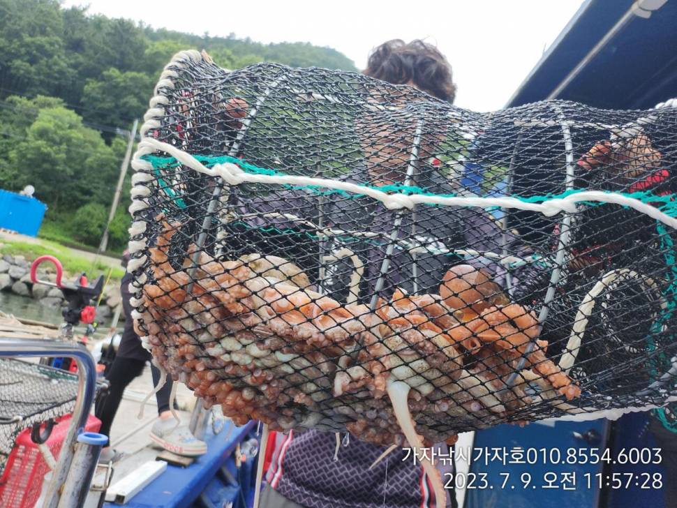 가자호 돌문어 더블히트 키로오버급까지 (조황조행기 - 바다선상조황)