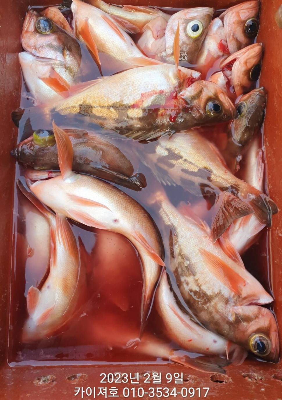 9일왕열기 볼락 오전 마무리 (조황조행기 - 바다선상조황)