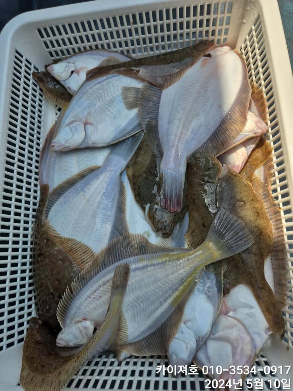 10일왕도다리참가자미 많이 잡았어요 (조황조행기 - 바다선상조황)
