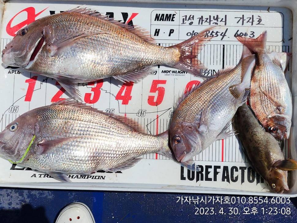 대물 참돔 7짜 6짜 5짜 올라오는구나 (조황조행기 - 바다선상조황)