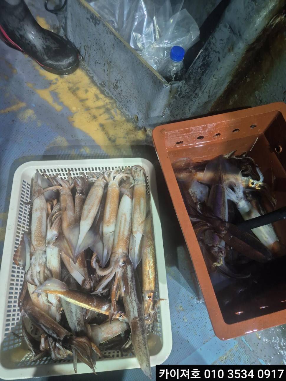 7일야간 오징어 조황 (조황조행기 - 바다선상조황)