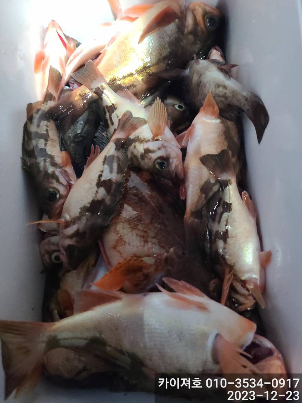 23일 오후 줄줄이 열기 볼락 타작 (조황조행기 - 바다선상조황)