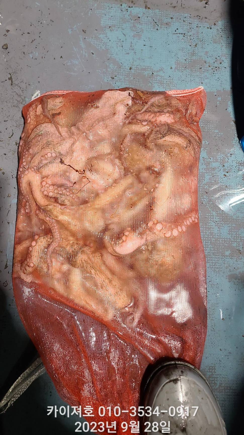 28일밤 돌 문어 마릿수 최고 (조황조행기 - 바다선상조황)