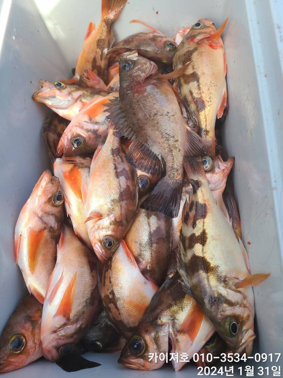 오늘도 볼락열기 만만세 타작 (조황조행기 - 바다선상조황)