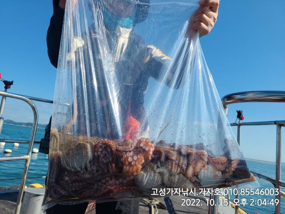 돌문어 2kg오버까지 조황 (조황조행기 - 바다선상조황)