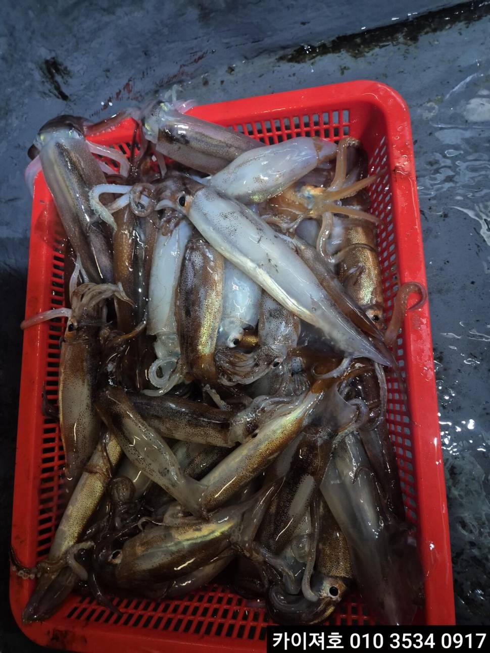 22일오징어 조황 (조황조행기 - 바다선상조황)