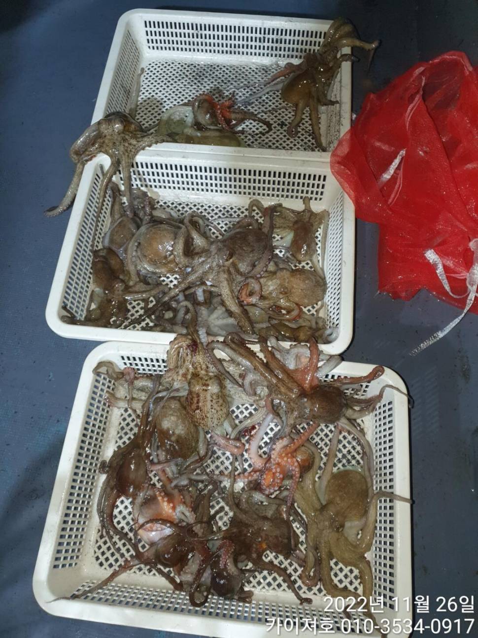 25일 밤 돌문어 파이팅 넘침 속에 마릿수 행진 (조황조행기 - 바다선상조황)